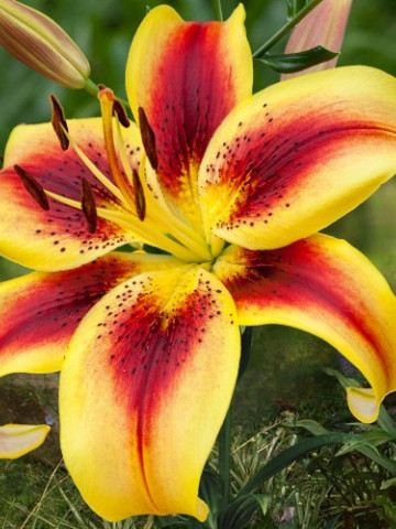 Crin Asiatic Yellow- Red (2 bulbi), crin galben cu rosu combinatie perfecta de culori, bulbi de Crini