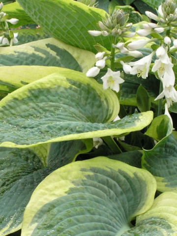 Crin de toamna Hosta American Halo (ghiveci 1,5 L), planta decorativa cu frunze mari, culoare verde-albastrui intens, margini crem