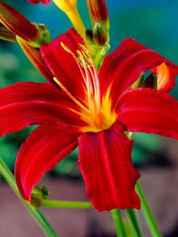 Crin Hemerocallis Crimson Pirate (ghiveci 1,5 L), crin de o zi cu flori mari, culoare rosu-purpuriu stralucitor