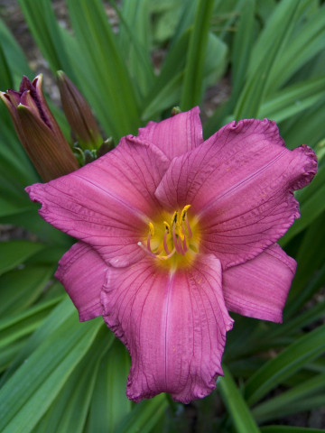 Crin Hemerocallis Purple Flight (ghiveci 1,5 L), crin de o zi cu flori visiniu cu galben