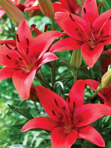 Crini Red Country (1 bulb), culoare rosu aprins, bulbi de flori