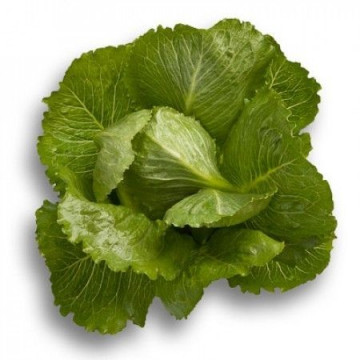 Crunchita (1000 seminte) drajate de salata tip romana cu frunze alungite groase si carnoase de culoare verde mediu atat la interior cat si la exterior, Rijk Zwaan