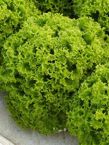 Dabi - 5000 sem - Seminte drajate de salata creata cu rezistenta buna la afide si un ritm de crestere rapid frunze fine grupate intr-o capatana compacta de dimensiuni mari de la Enza Zaden