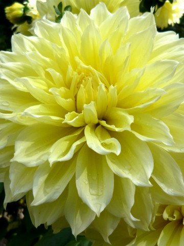 Dalie Kelvin Floodlight (1 bulb), floare galbena, bulbi de flori