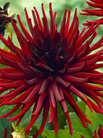 Dalie Nuit d`Ete (1 bulb), floare culoare rosu intens, tip cactus, bulbi de flori