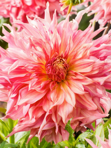 Dalie Penhill Watermelon (1 bulb), floare mare de culoare roz-coral, cu petale lungi si rasucite, bulbi de flori