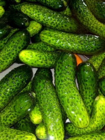 Dalila F1 (50 seminte) de castraveti cornison hibrid semitimpuriu, Agrosem