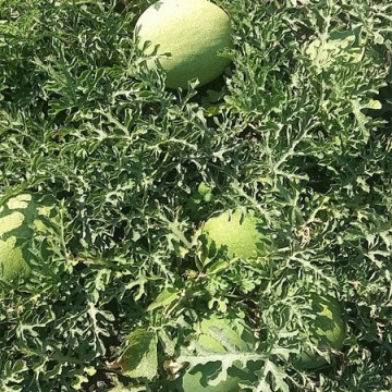 Danubiana F1 pepene verde mini (10 seminte) tip Charleston Gray, Hektar