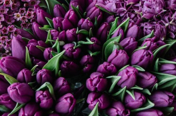 Deep Purple (8 bulbi), lalele mov, bulbi de flori
