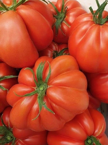 Deko F1 (100 seminte) de rosii tip Inima de Albenga, crestere nedeterminata, semitimpurii, ISI Sementi