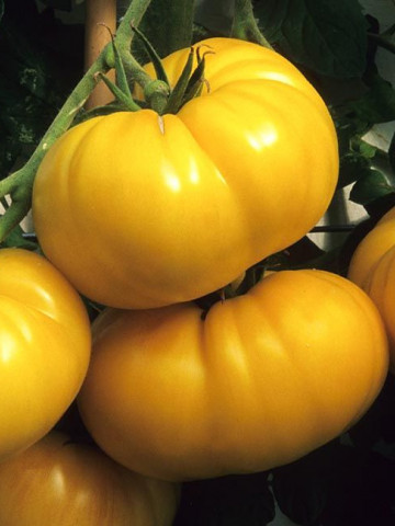 Dixie Golden Giant (40 seminte) rosii gigant galbene, soi vechi amish, tip beefsteak, SUA