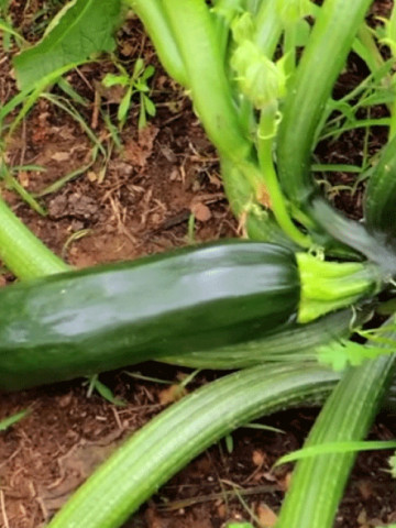 Dovlecel Black Beauty (140 seminte) dovlecel zucchini soi productiv, fara vrej, Agrosem