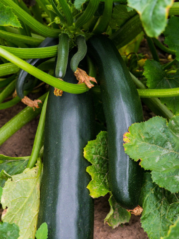 Dovlecel Black Beauty (700 seminte) dovlecel zucchini soi productiv, fara vrej, Agrosem