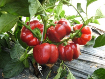 Drava F1 (500 seminte) de ardei gogosar de culoare rosu inchis pulpa groasa si aspect placut ce este recomandat pentru cultivarea in sere solarii si in camp, Orosco