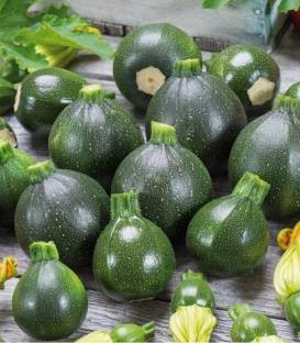 Eight Ball F1 - 100 sem - Seminte de dovlecei cu forma rotunda a fructelor de culoare verde inchis avand o buna pastrare si o capacitate ridicata de transport si manipulare de la ISI Sementi