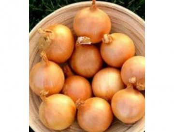 Elbrus F1 (250.000 seminte) ceapa aurie, Seminis