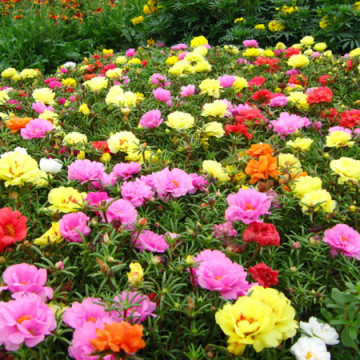Flori de Piatra dublu mix (0,4 g), flori de piatra Portulaca grandiflora dublu mix, Agrosel