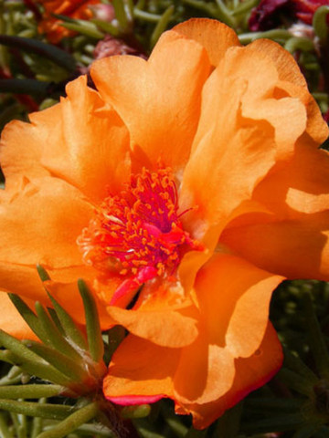 Flori de piatra portocalii (1000 seminte) floarea de piatra Portulaca grandiflora, Agrosem