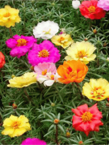 Flori de Piatra simplu mix (5000 seminte) de flori de piatra Portulaca grandiflora simplu mix, Kertimag