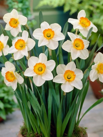 Flower Record (5 bulbi), narcise albe, mijloc galben-portocaliu, bulbi de flori
