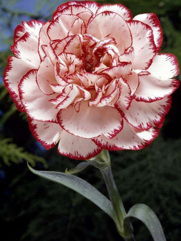 Garoafa rosu cu alb (0.2 gr) flori frumos colorate, Agrosem
