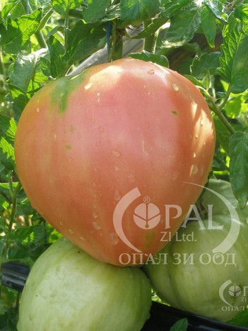 Gigant Inima de Bivol Roz (300 seminte), soi nedeterminat, gust excelent, Opal