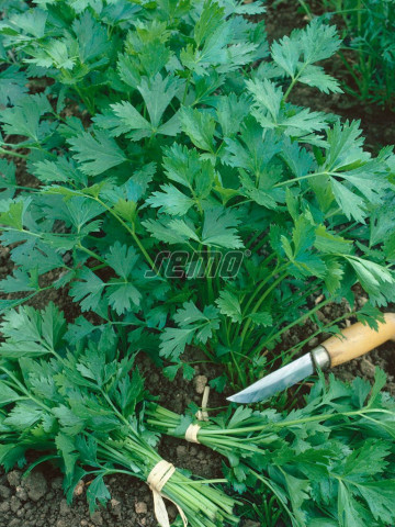 GIGANTE D'ITALIA (100 gr) patrunjel de frunza cu frunze mari de culoare verde inchis si miros excelent, Semo Cehia