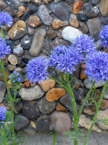 Gilia (0.5 gr) seminte planta anuala, culoare violet-blue, Agrosem