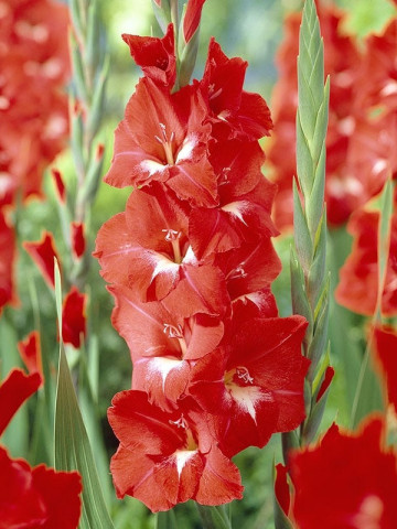 Gladiole Red&White (5 bulbi), gladiole cu flori de un rosu aprins si atingeri fine de alb, bulbi de flori
