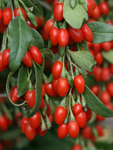 Goji Berry (0,15grame) Seminte de Goji Berry Arbust Peren Rezistent la Seceta