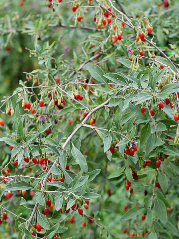 Goji Sweet Berry, rasad de Goji Berry, arbust peren rezistent la seceta, cu fructe mari de 2 cm si gust dulce, Yurta
