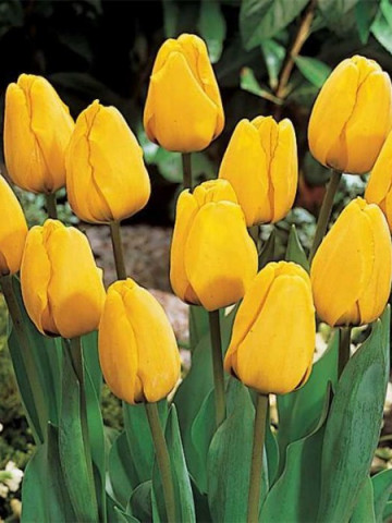 Golden Apeldoorn (5 bulbi), lalele galbene, bulbi de flori