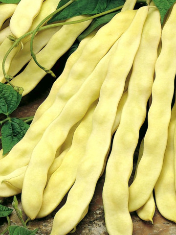 Goldmarie (100 gr) seminte de fasole Urcatoare cu Pastai Late Galbene de gradina, Holland Farming Olanda