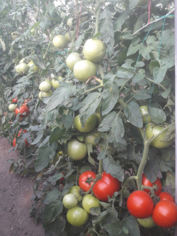 Gramada F1 (0.2 gr) seminte tomate hibrid nou bulgaresc nedeterminat semitimpuriu