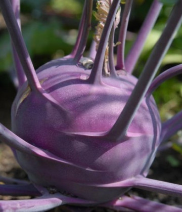 Gulie Purple Vienna (6000 seminte) gulie violet, marime medie, Agrosem