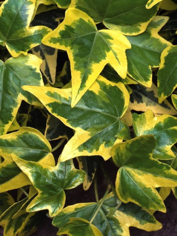 Hedera helix Goldchild (ghiveci 2 L), iedera decorativa, frunze verzi cu margini late galbene