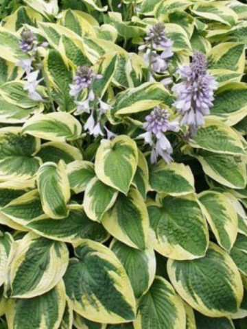 Hosta Brim Cup (ghiveci 1,5 L), planta decorativa cu frunze culoare verde inchis si striatii de alb-cremos