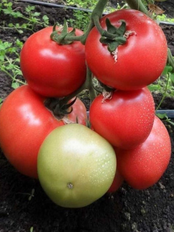 HTP 11 F1 (100 seminte) tomate roz foarte gustoase, Hazera