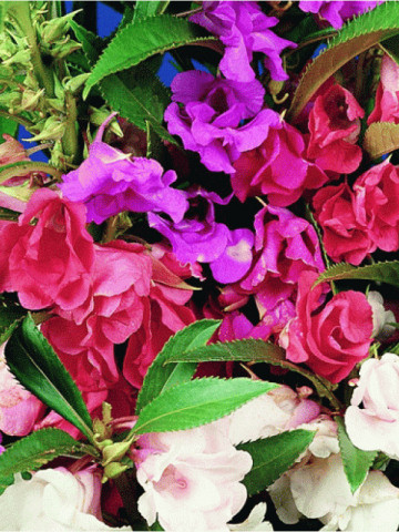 Impatiens mix (0.5 g) seminte de flori balsamina mix (Sporul casei), Agrosem
