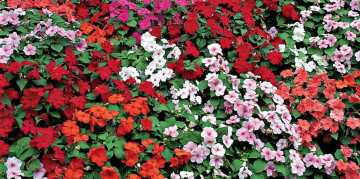 Impatiens Mix (Sporul casei) - Seminte Flori Impatiens de la Florian