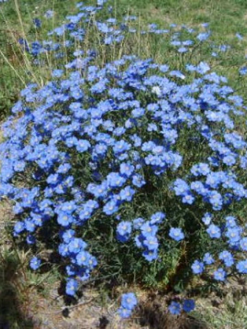 In decorativ albastru (1 gram) seminte de flori de in, decorative, Agrosem