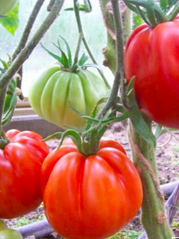 Inima de Albenga (150 seminte) tomate crete nedeterminate semitimpurii, Laktofol