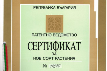 Inima Roz (150 seminte) rosii mari bulgaresti in forma de inima, IZK Bulgaria