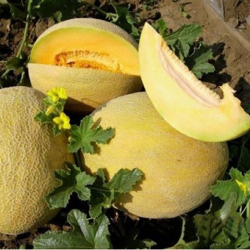 Katinka F1 (500 seminte) pepene galben tip Ananas, pulpa portocalie, Hazera
