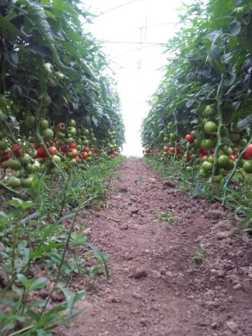 Kiveli F1 (500 seminte) rosii nedeterminate, Seminis