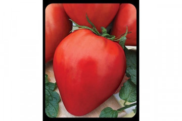 Lacrimile Fecioarei (Momini Salzi) - 0.2 gr - Seminte Rosii soi nedeterminat semi-timpuriu Gigant