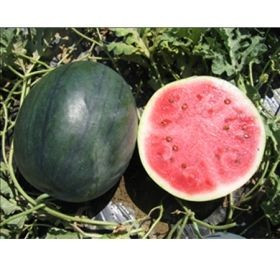 Lantha F1 - 1000 sem - Seminte de pepene verde de tip Sugar Baby cu pulpa de un rosu intens si seminte mici dulce ferm si delicios avand o prospetime deosebita de la Hollar Seeds