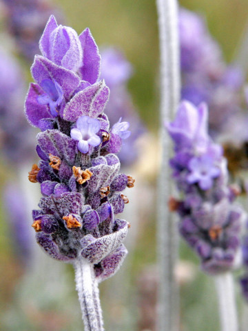 Lavanda Angustifolia (200 seminte) de Levantica, Bee Happy Laktofol
