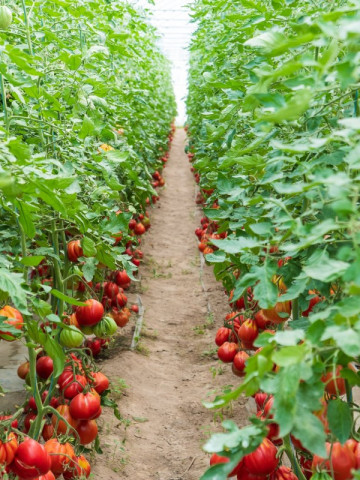 Levante F1 (100 seminte) tomate crestere nedeterminata de tip inima de bou, cu fructe mari de culoare rosu intens, Seminis