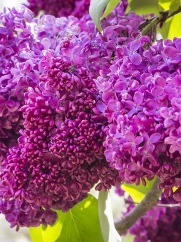 Liliac Charles Joly, arbust ornamental cu inflorescente bogate, de culoare mov inchis si parfumate, 1 arbust de 1,5-2 m inaltime, Yurta